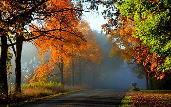 Autumn Forest Road, fog, trees, autumn, road, nature, forest HD wallpaper