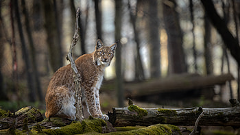 Lynx, animal, cat, forest HD wallpaper