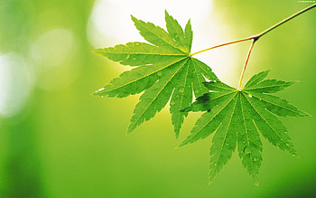 Green nature , Autumn leaves, Leaf , Nature's beauty HD wallpaper