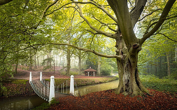 Park, gazebo, bridge, tree, canal HD wallpaper