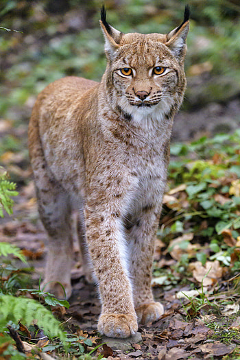 Animals, Iris, Brown, Big Cat, Sight, Opinion, Animal HD phone wallpaper