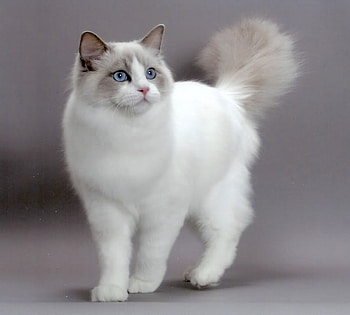 MY NAME IS SNOWBALL, cat, adorable HD wallpaper