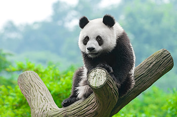 Panda, animal, black, white, bear HD wallpaper