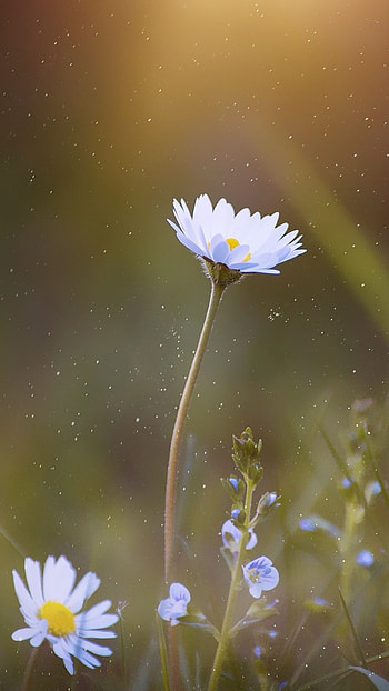 Wild, Daisies HD phone wallpaper