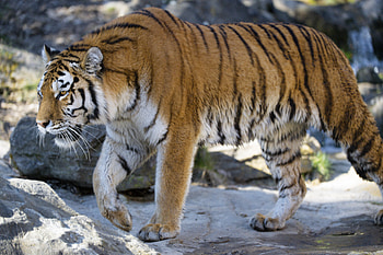 Animals, Predator, Big Cat, Sight, Opinion, Tiger, Profile HD wallpaper