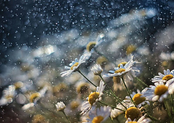 Beautiful Flowers, drops, nature, flowers, water HD wallpaper