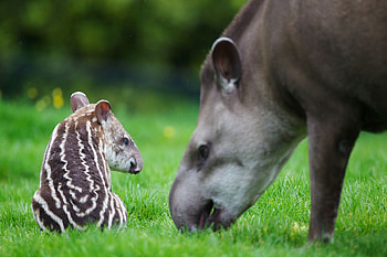 Tapir, Brazilian Tapir, Dublin Zoo, Zoo visit ideas HD wallpaper