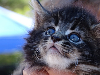 Fluffy Kitten Cute, kitty, animals, cute HD wallpaper