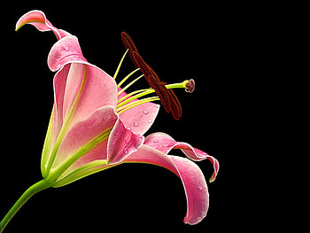 Beautiful Flower, cool, beautiful, , flower HD wallpaper