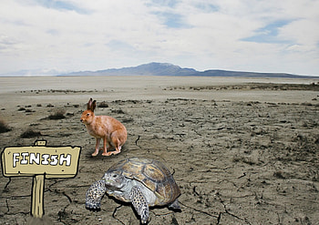~I Won Again!!!~, animal, turtle, fantasy, rabbit HD wallpaper