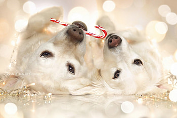 ღ❤ღ, Christmas, Christmas animals, Dog, Animal, Holidays HD wallpaper