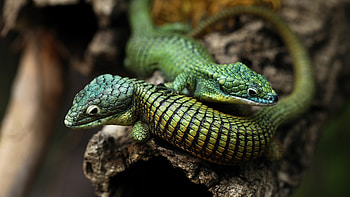 Mexican alligator lizard, Green arboreal species, Reptile habitat, Unique appearance HD wallpaper