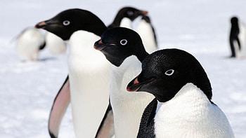 Adelie Penguin, penguin, antarctica, bird, adelie HD wallpaper