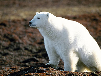 Animals, Stroll, Large, Big, Wool, Polar Bear HD wallpaper