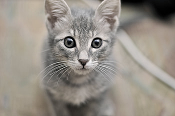 Animals, Kitty, Kitten, Muzzle, Eyes, Fright HD wallpaper