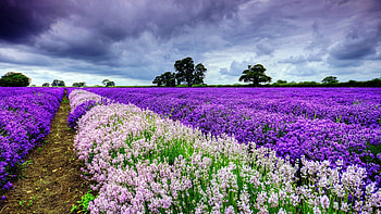 Field flowers, resolution HD wallpaper