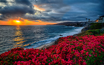 Coastal wildflowers at sunset, beautiful, sky, sunset, sea, coast, beach, waves, blooming, clouds, laguna, flowers, California, evening HD wallpaper