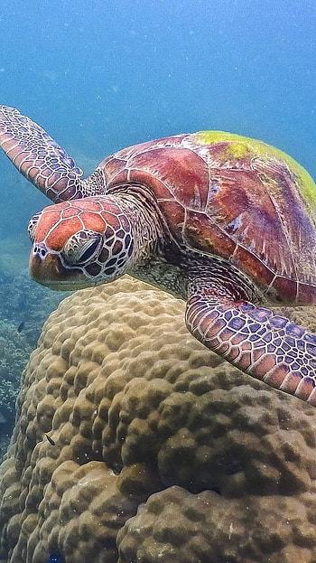 Turtle, Animal Sea, Turtle Animlal, turtle animal HD phone wallpaper