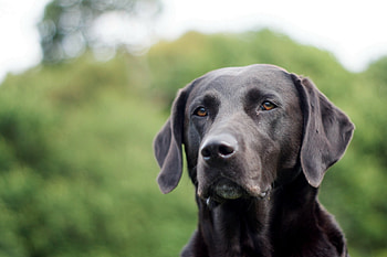 Animals, Grass, Dog, Muzzle, Ears, Labrador HD wallpaper