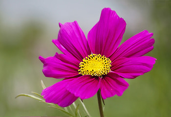 Flowers, Flower, Petals, Kosmeya, Cosmos HD wallpaper