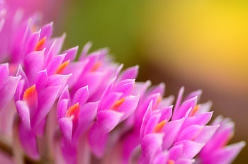 Pink flower, pink, green, yellow, flower HD wallpaper