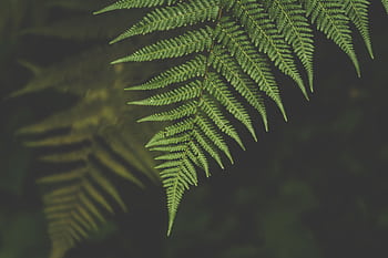 Vibrant close-up of lush green fern leaves, showcasing natural beauty and intricate details. HD wallpaper