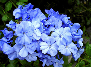 Flowers, Close-Up, Bloom, Flowering, Plumbago HD wallpaper