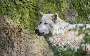 Animals, Dog, Wolf, Sight, Opinion HD wallpaper