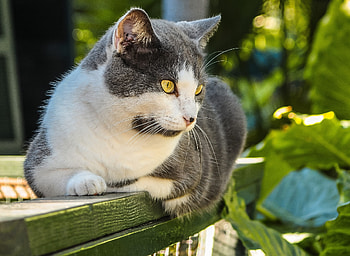 Animals, Cat, Muzzle, Spotted, Spotty, Sight, Opinion, Thick, Fat HD wallpaper