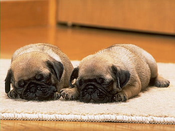 Sweet dogs, sweet, dog, puppy, pug, brother HD wallpaper