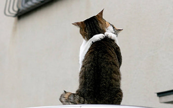 Animals, Cats HD wallpaper