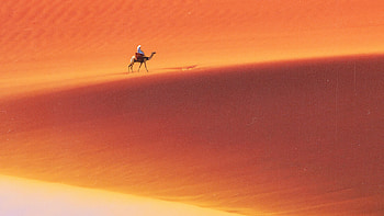 Desert Man Camel Safari, desert, camel, artist, artwork, digital-art HD wallpaper