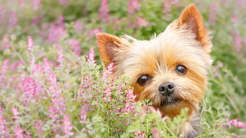 Yorkshire Terrier, Yorkshire terrier HD wallpaper