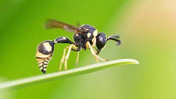 The potter, Wasp HD wallpaper