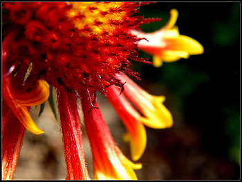 Flower, other, beautiful, nature HD wallpaper