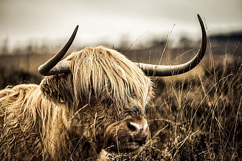 Highland cow, Stunning , Unique backgrounds, Country charm HD wallpaper