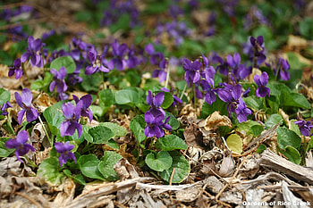 violets, fields, meadow, flowers, spring HD wallpaper