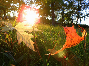Plants, Leaves, Sun HD wallpaper