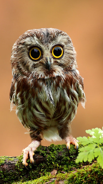 A Cute, Cute Owl HD phone wallpaper