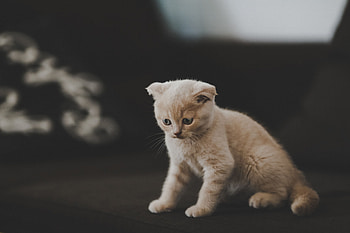 Animals, Cat, Kitty, Kitten, Pet, Nice, Sweetheart, Scotsman HD wallpaper