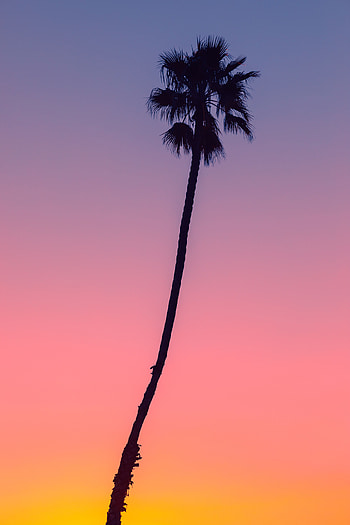 Nature, Sky, Twilight, Dark, Wood, Tree, Palm, Dusk HD phone wallpaper