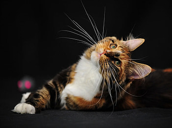 What's up?, sweet, cat, nature, pet HD wallpaper