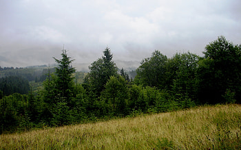 Landscape, Trees HD wallpaper