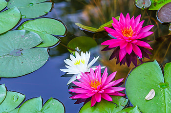 Water Lily, Flower, Nature, Pink Flower, Water, White Flower, Flowers HD wallpaper