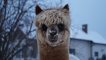 Animals, Muzzle, Sight, Opinion, Nice, Sweetheart, Alpaca HD wallpaper