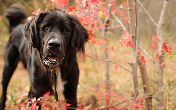 Animals, Grass, Dog, Muzzle, Branches HD wallpaper