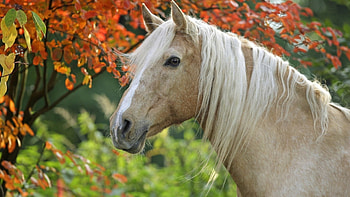 Horse, caballo, animals, cavalo HD wallpaper