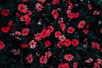 Flowers, Drops, Bloom, Flowering, Flower Bed, Flowerbed HD wallpaper