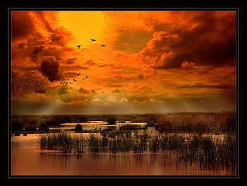 birds, lake HD wallpaper
