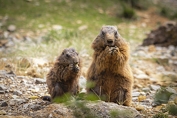 Marmot, animal, small, cub HD wallpaper